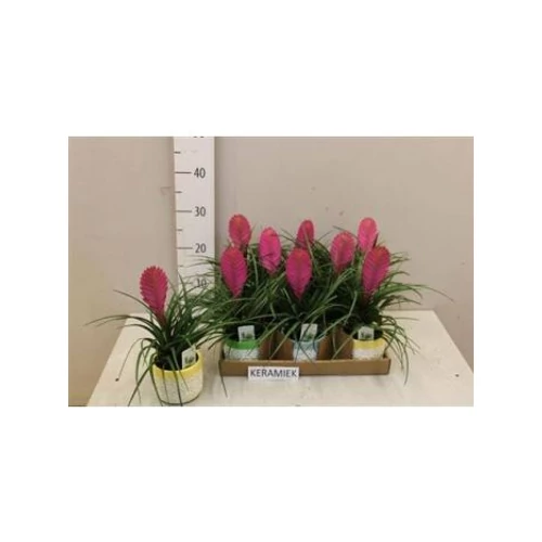 Tillandsia CYANEA ANITA KASPÓS