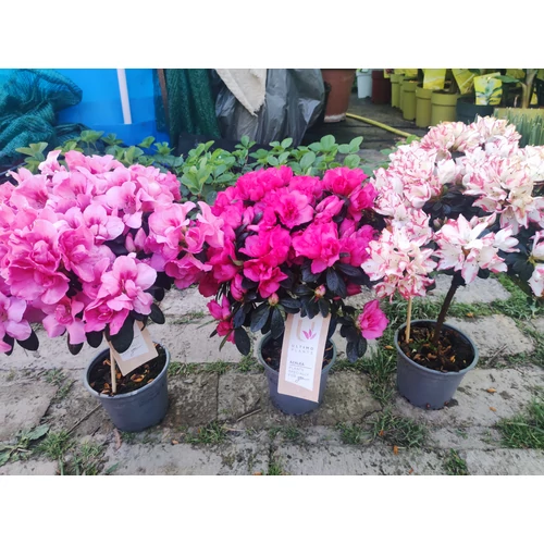 Törzses Rhododendron – Törzses havasszépe
