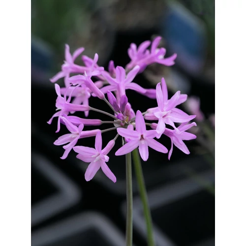 Tulbaghia violacea (Fokföldi csillagvirág)                                    