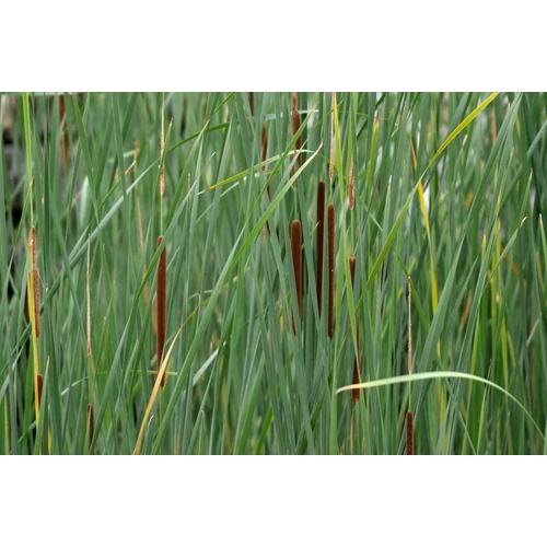 Typha angustifolia - keskenylevelű gyékény