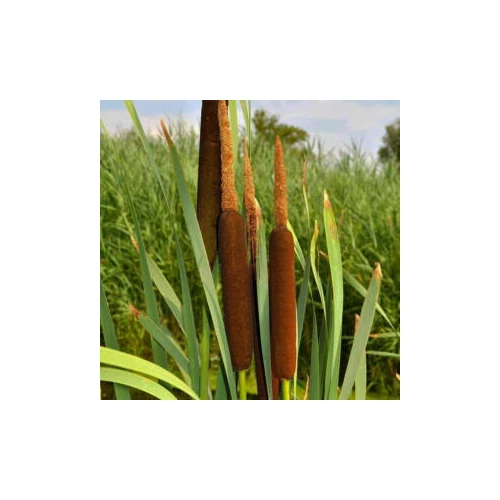 Typha latifolia – Széleslevelű gyékény kerti tavi növény