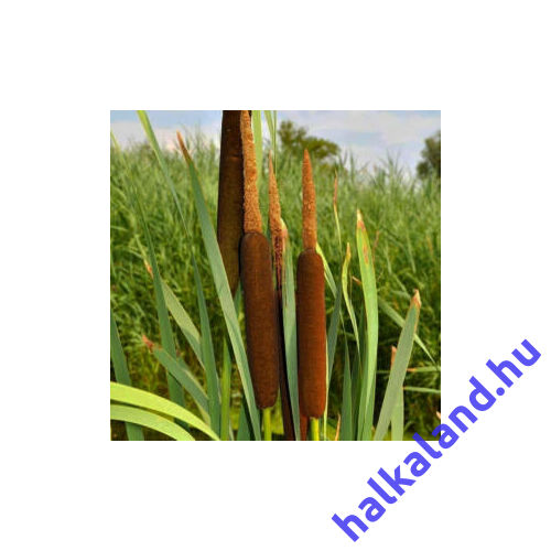 Typha latifolia – Széleslevelű gyékény kerti tavi növény