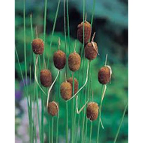 Typha minima - törpegyékény kerti tavi növény