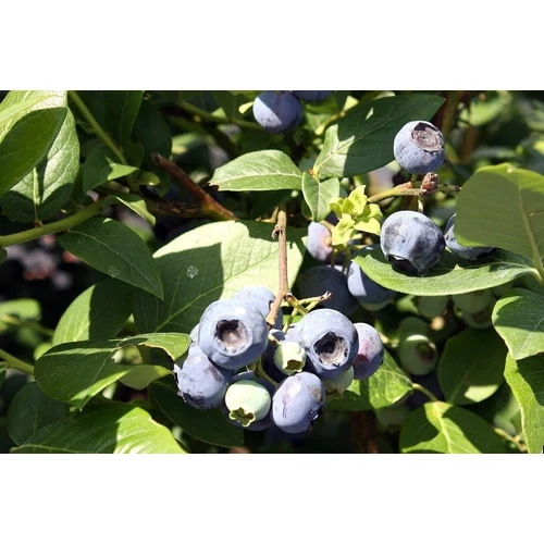 Vaccinium corymbosum 'Heerma II' (Fürtös áfonya)