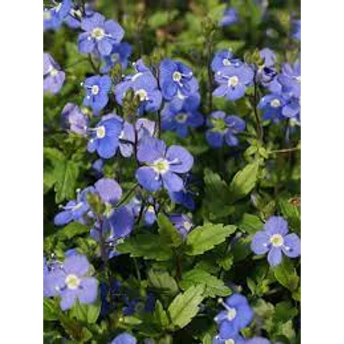 Veronica peduncularis 'Georgian Blue' (Veronika)