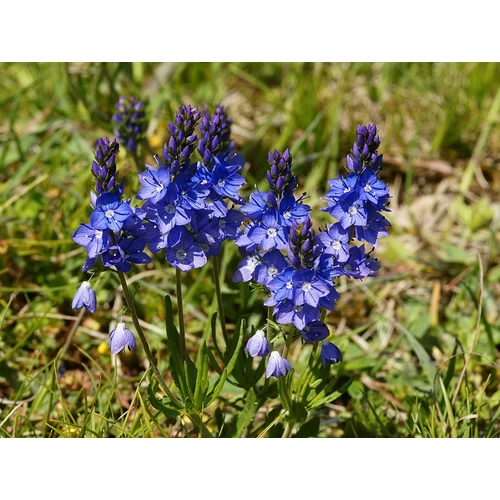 Veronica prostrata (Lecsépült veronika)