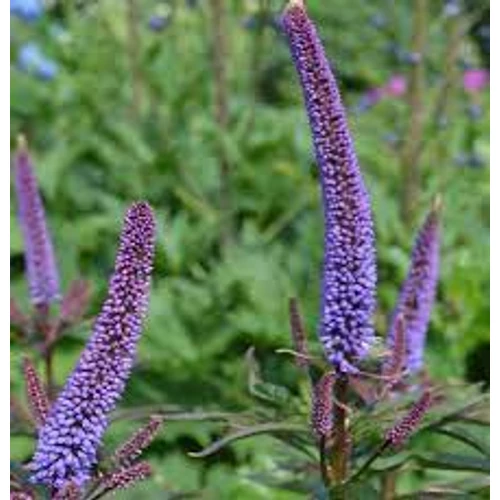 Veronicastrum sibiricum 'Okamoto' (Szibériai veronika)