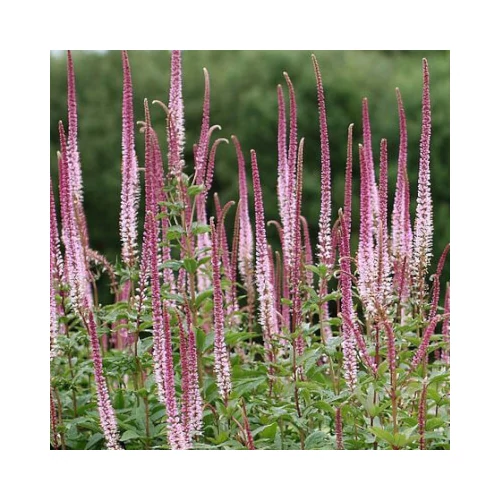 Veronicastrum virginicum 'Pink Glow' (Virginiai veronika)