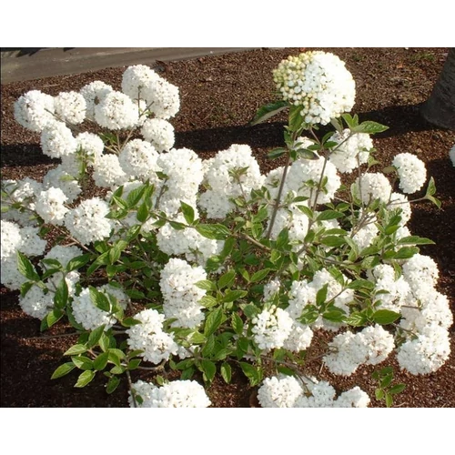 Viburnum 'Eskimo' - Hólabda bangita