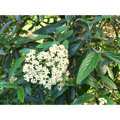Viburnum 'Pragense' - Prágai bangita
