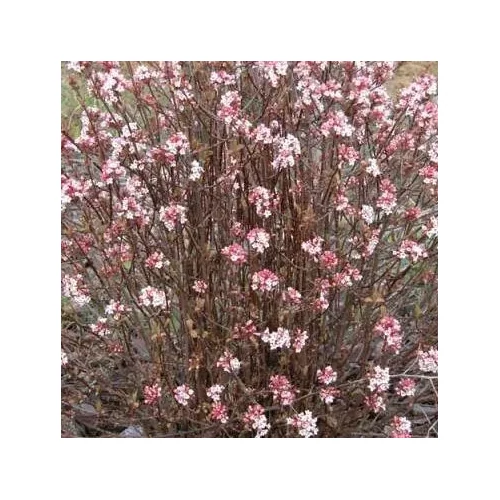 Viburnum x bodnantense 'Charles Lamont' - Kikeleti bangita