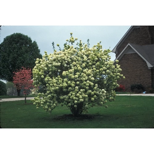 Viburnum macrocephalum 'Sterile' - 