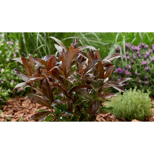 Viburnum odoratissimum 'Coppertop'® - 