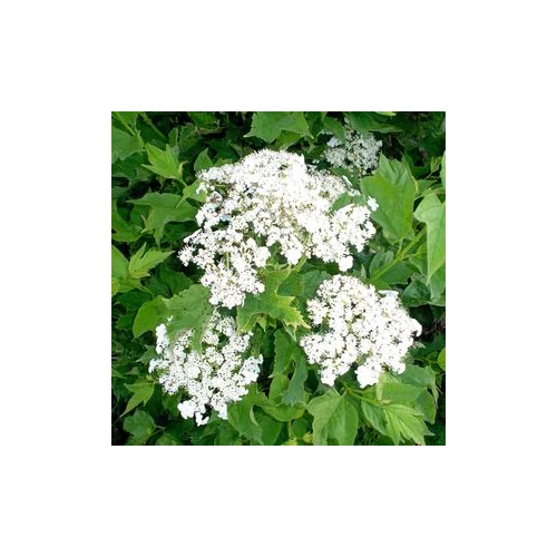 Viburnum opulus 'Compactum' - Kányabangita