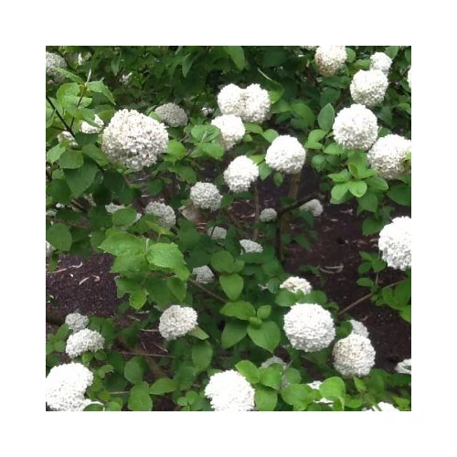 Viburnum opulus 'Nanum' - Törpe kányabangita