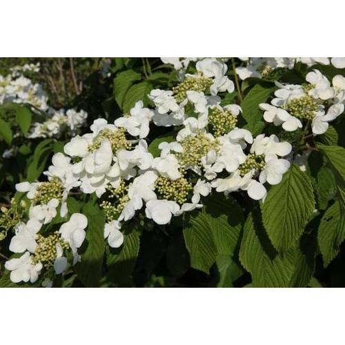 Viburnum plicatum 'Klimandjaro' ® - Redős levelű bangita