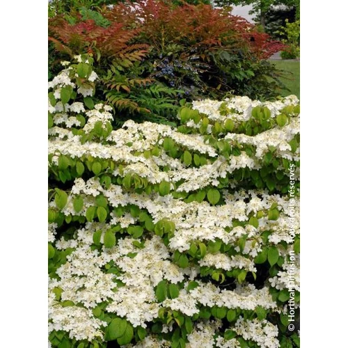 Viburnum plicatum 'Mariesii Great Star'® - 