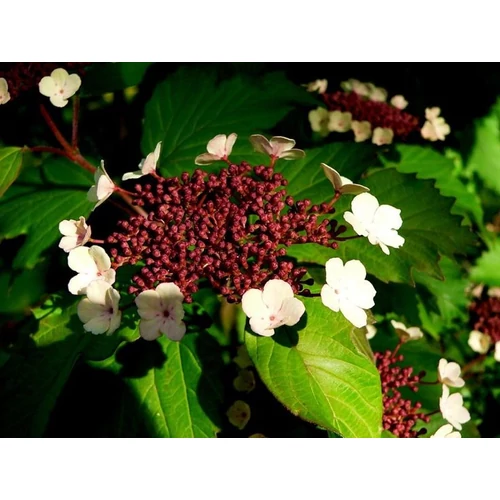 Viburnum sargentii 'Onondaga' - Ázsiai bangita