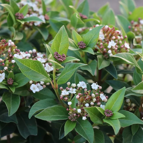 Viburnum tinus ‘Eve Price’ – téli bangita