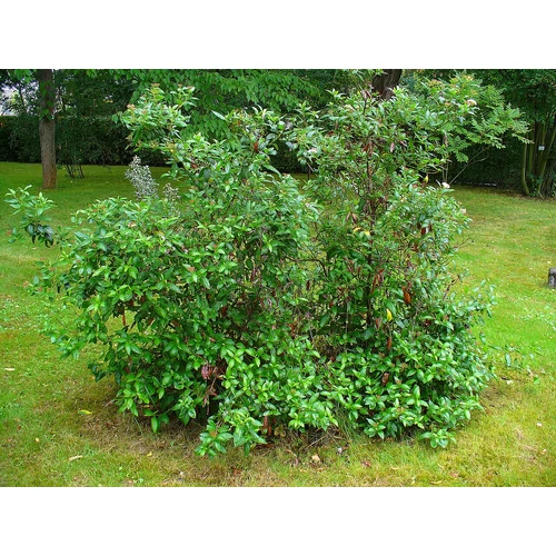 Viburnum tinus - Téli bangita