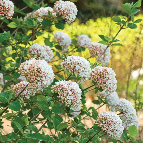 Viburnum x carlesii - 