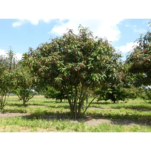 Viburnum x rhytidophylloides'Willowwood' - Ráncos levelű bangita