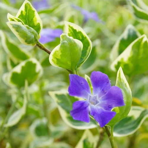 Vinca major 'Variegata' - Tarkalevelű nagy meténg