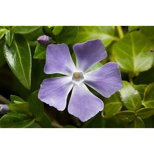 Vinca major  - Nagy meténg