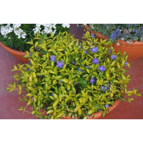Vinca minor 'Blue and Gold' - Sárga-tarka levelű kis meténg