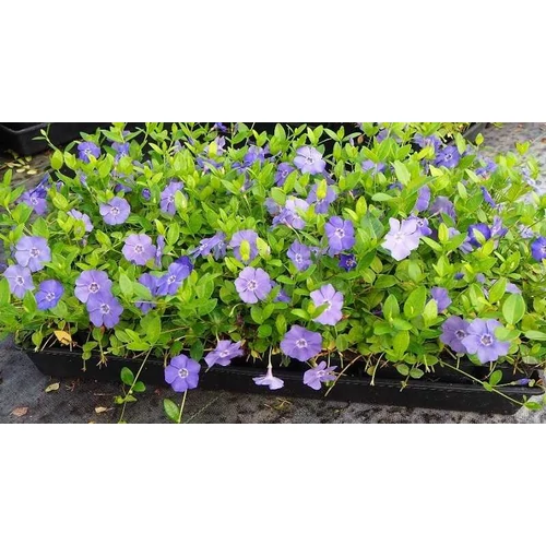 Vinca minor   - Kis meténg