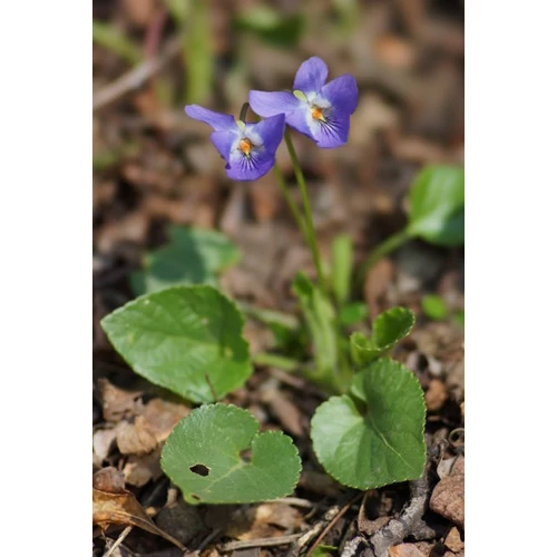 Viola odorata (Illatos ibolya)