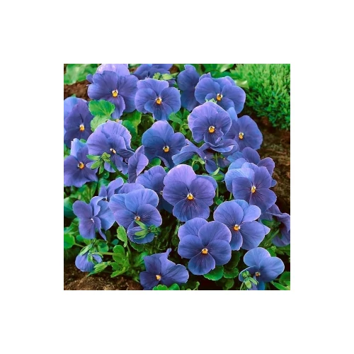 Viola sororia 'Blue Diamond' (Csíkos árvácska)