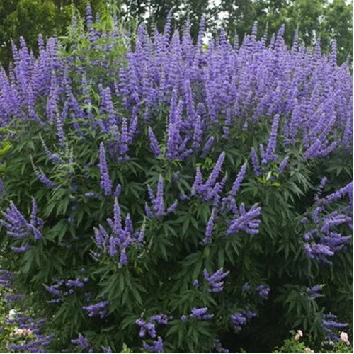 Vitex agnus-castus 'Latifolia' - Illatos barátcserje