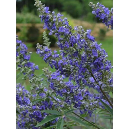 Vitex agnus-castus - Barátcserje