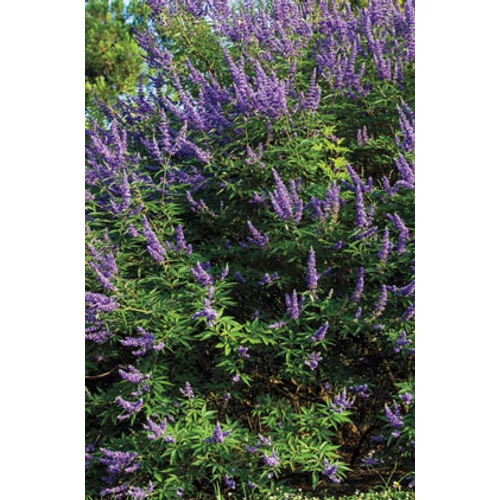 Vitex agnus-castus 'Blue Diddley'® - Törpe barátcserje