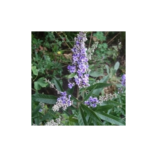 Vitex agnus-castus 'Laciniata' - Szeldelt levelű barátcserje