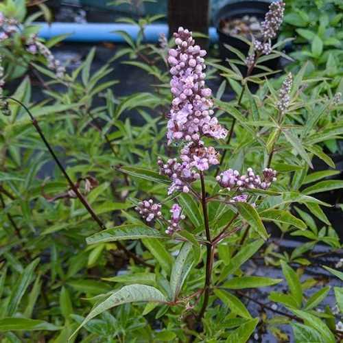 Vitex agnus-castus 'Pink Pinacle'® - Rózsaszín virágú barátcserje