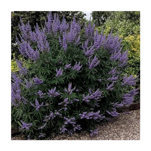 Vitex agnus-castus latifolia - Széleslevelű barátcserje