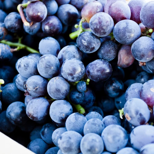 Vitis vinifera 'Eszter'