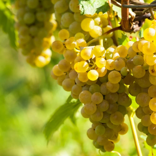 Vitis vinifera 'Kozma Pálné muskotály'