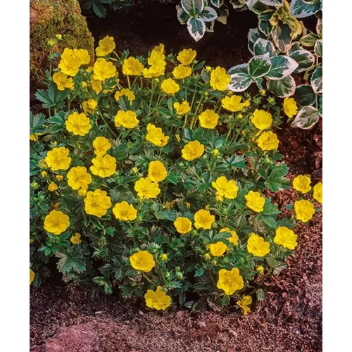 Waldsteinia ternata (Indás berkipimpó)