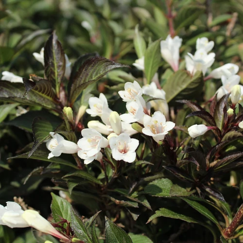 Weigela 'Black and White'® - 