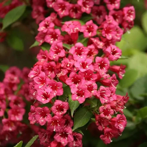 Weigela 'Eva Rathke' - Kárminpiros virágú, zöld levelű rózsalonc