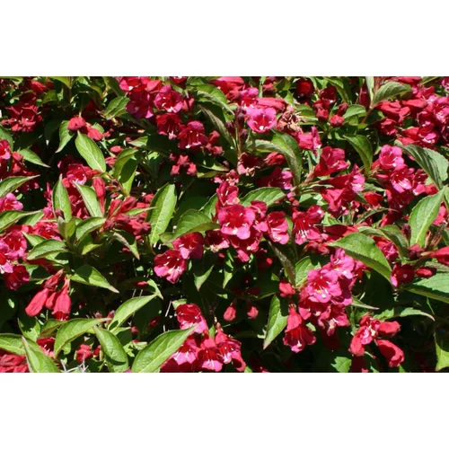 Weigela 'Evita' - Élénk rózsaszín virágú rózsalonc