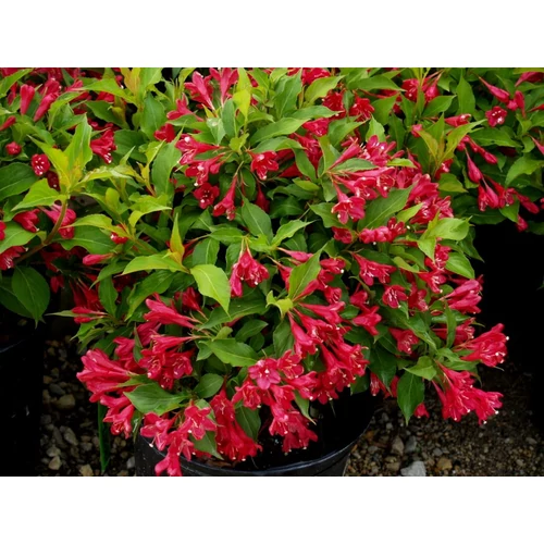Weigela 'Red Prince' - Piros virágú, zöld levelű rózsalonc