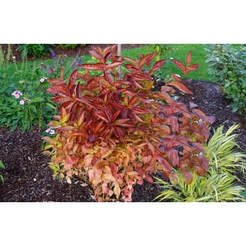 Weigela 'Wings of Fire' - Narancs színű lombú rózsalonc, rózsaszín virágokkal