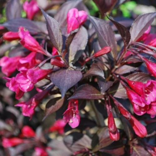 Weigela florida 'Alexandra'® - Bordó virágú, bordó levelű rózsalonc