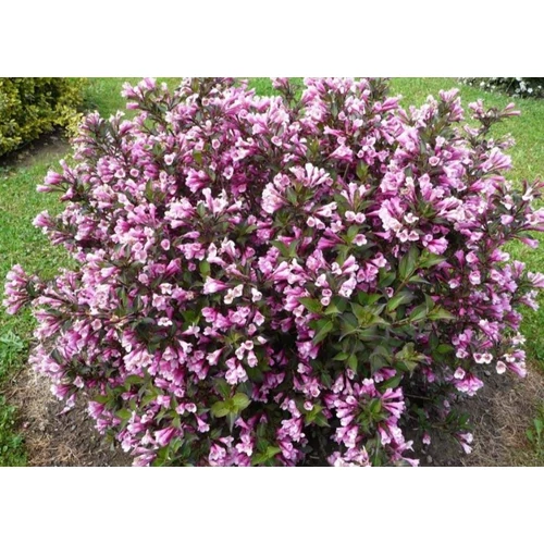 Weigela florida 'Nana Purpurea' - Lila virágú, barnás-bordós levelű alacsony növekedésű rózsalonc