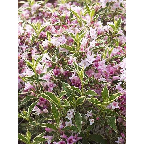 Weigela florida 'Nana Variegata' - Alacsony növekedésű, tarka levelű rózsalonc