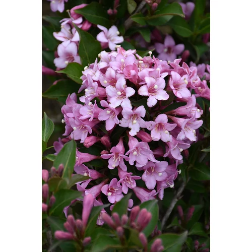 Weigela florida 'Pink Poppet'® - 